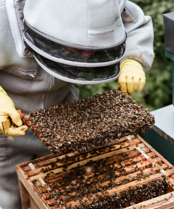 Apiculteur français ouvrant une ruche